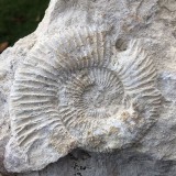 Perisphinctes sp.